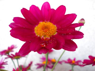 Bloom pink flower pink