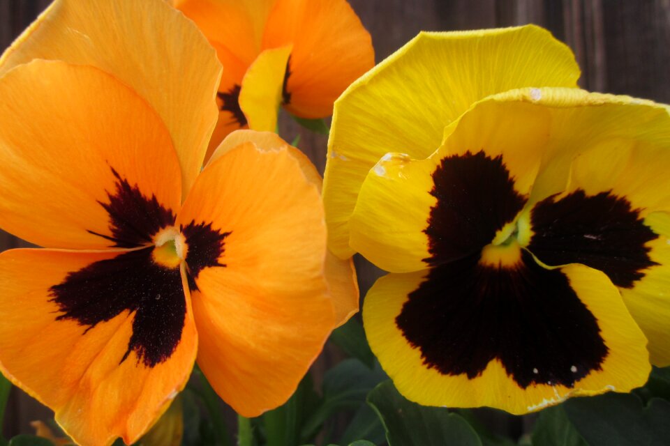 Pansy orange yellow