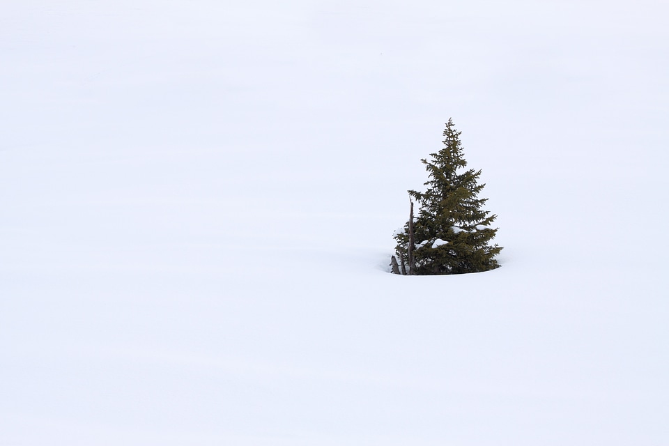December evergreen fir