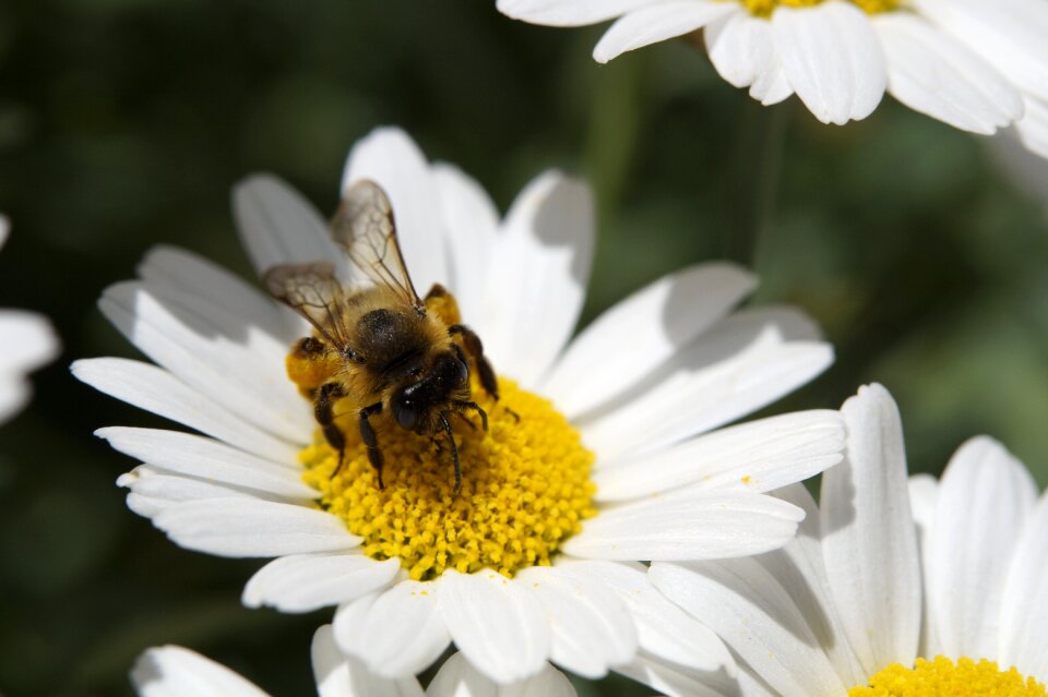 Nectar close up insect
