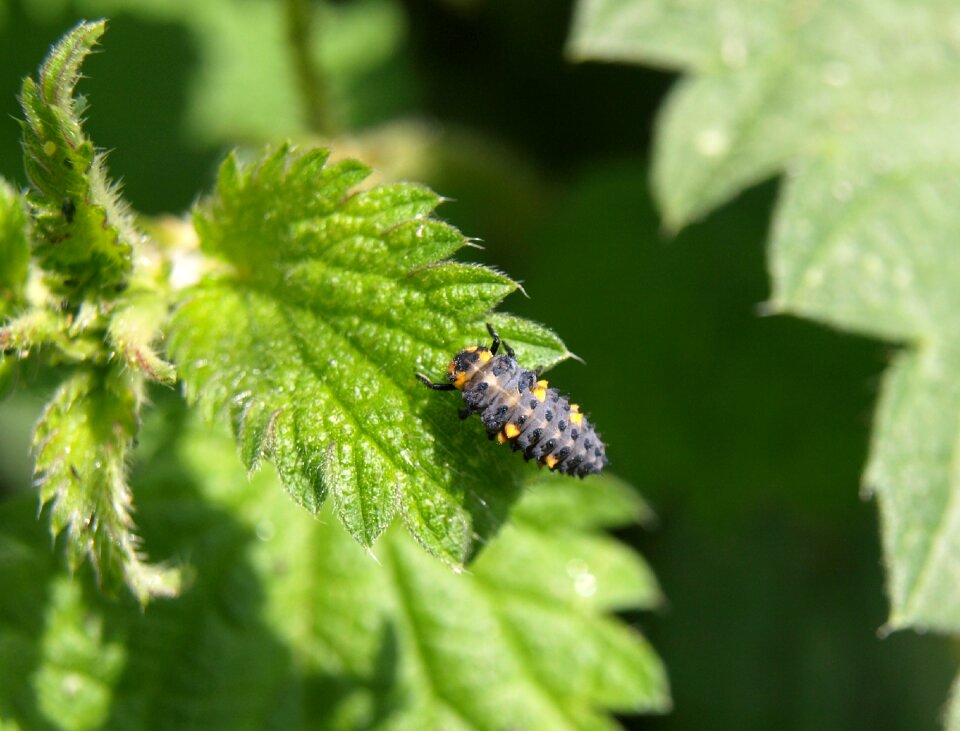 Ladybug insect nature