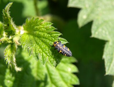 Ladybug insect nature