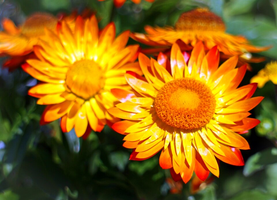 Blossom bloom gold