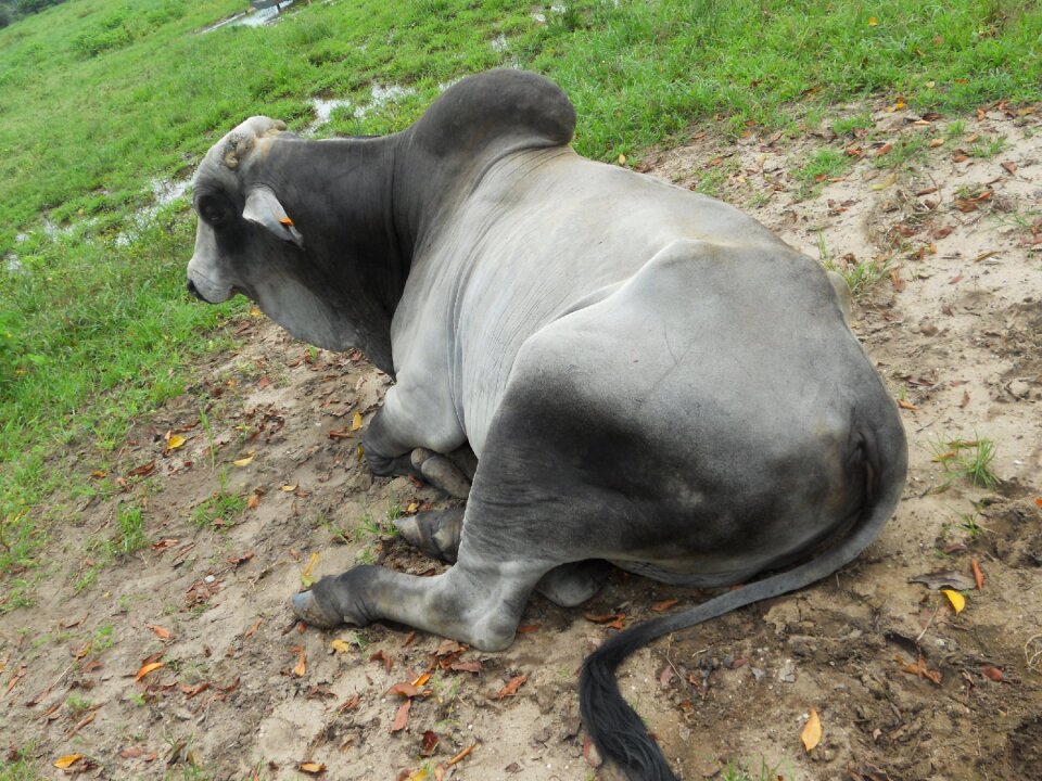Zebu male guyana photo