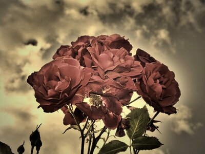 Strong flowers love