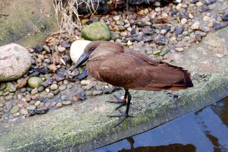Wader anvilhead