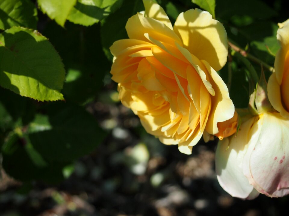 Rose yellow