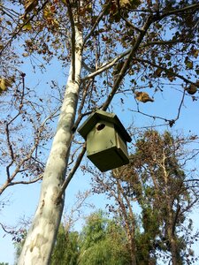 Birdhouse tree photo