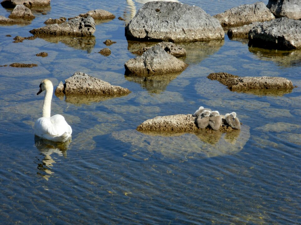 Bird beautiful mother swan