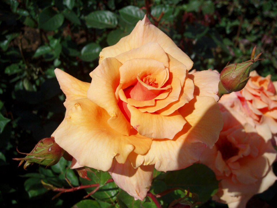 Rose bloom beauty romantic