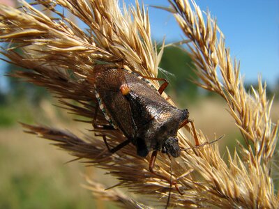 Dolycoris baccarum insect nature