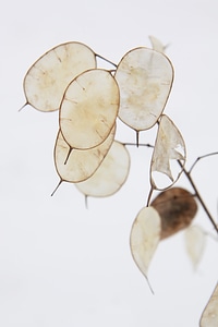Garden money plant