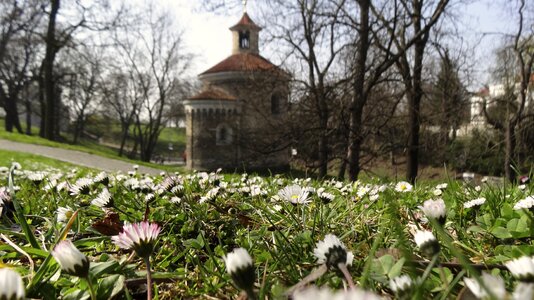 Spring flowers bee sunshine