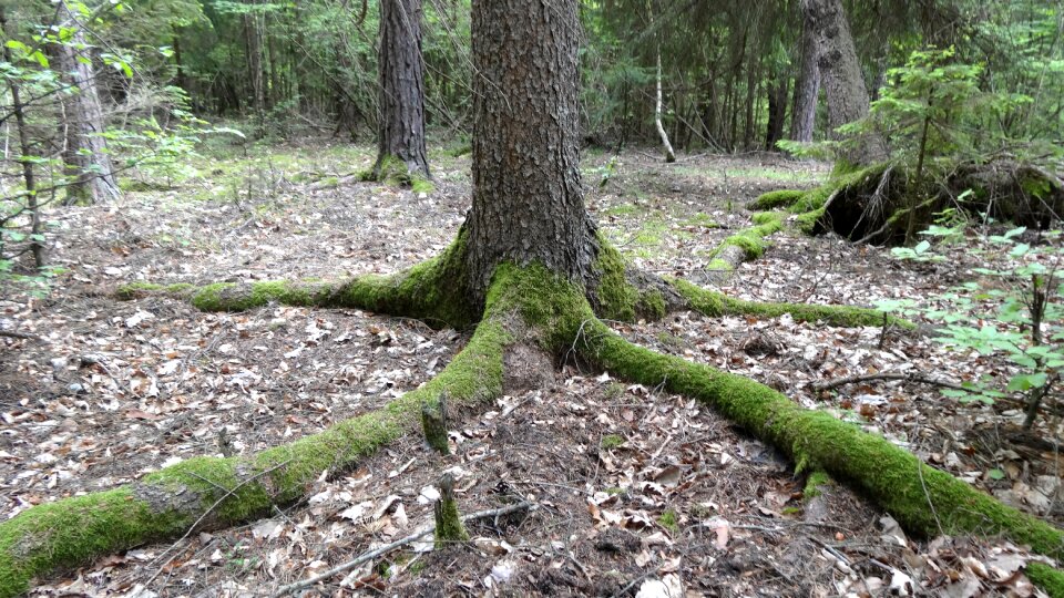 Landscape forest walk photo