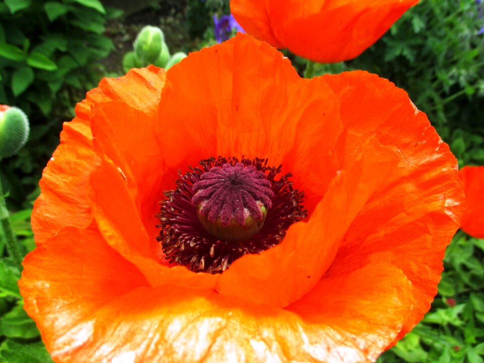 Close up summer klatschmohn