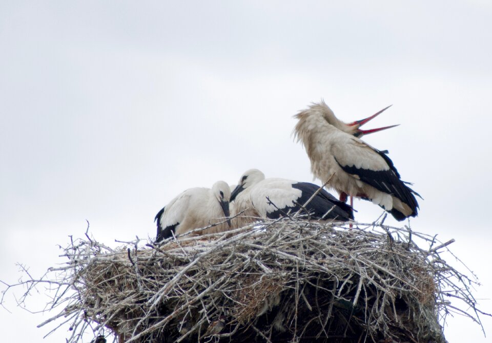 Nest bird feathers