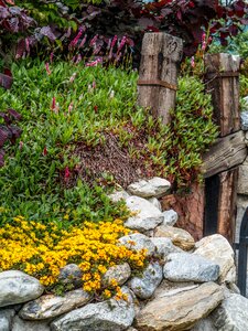 Stone plants ground cover orange