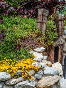 Stone plants ground cover orange photo