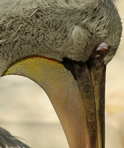 Beak eye bird photo