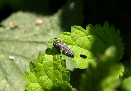Ladybug insect nature