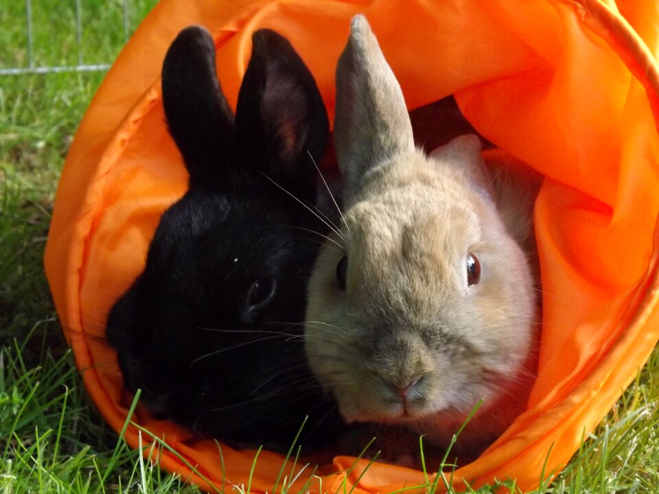 Rabbit munchkins pets