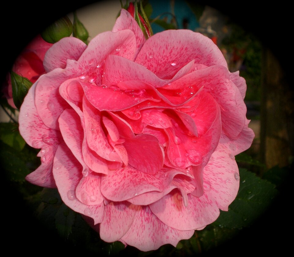 Romantic pink flora