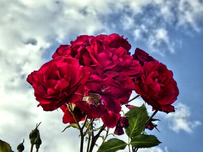 Flowers love sky photo