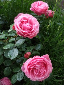 Pink roses garden roses flowers photo