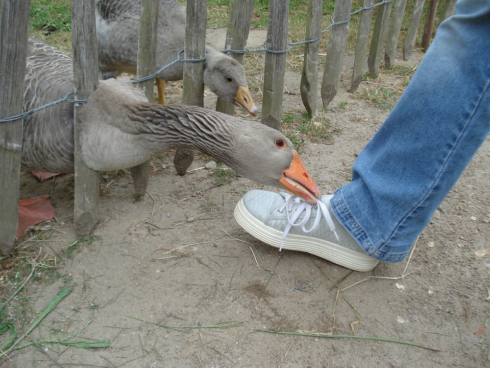 Gander foot animals