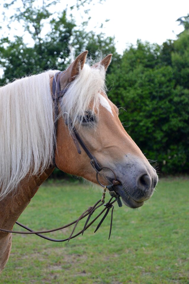 Western riding horse head pferdeportrait