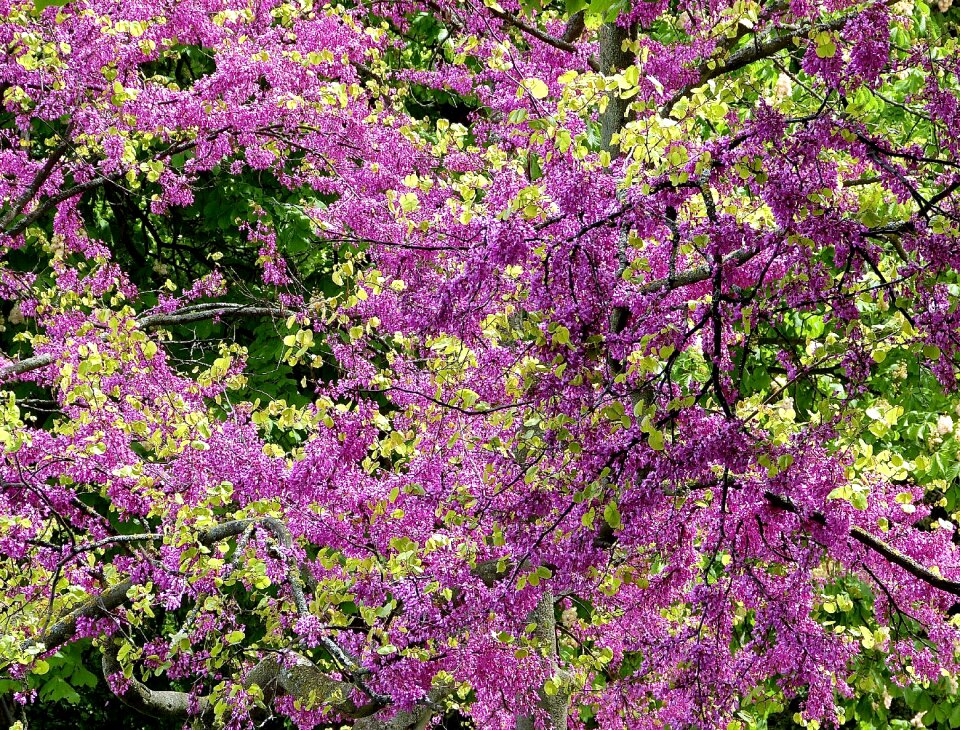 Blütenmeer nature flora