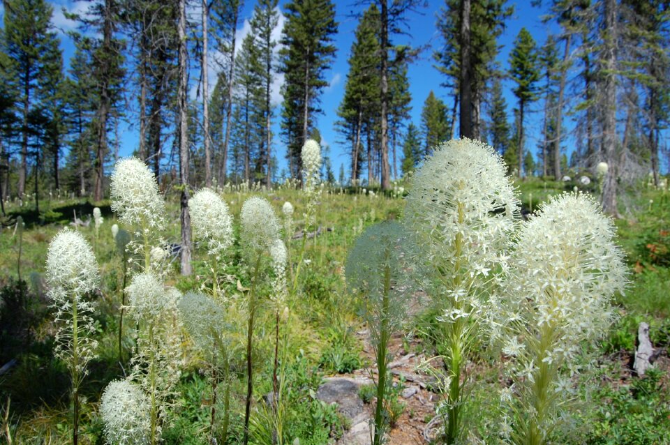 Flower plant white flower