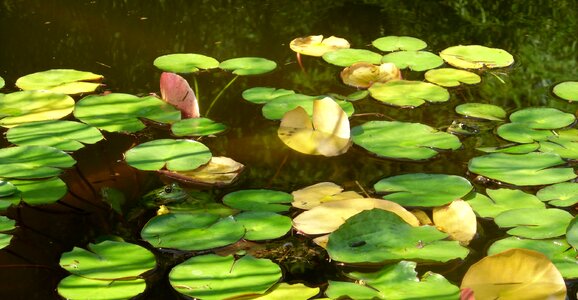 Water lilies water photo