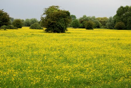 Yellow wild
