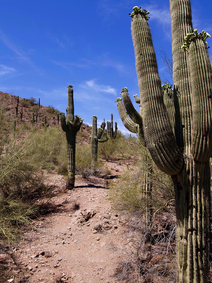 Arizona nature plant