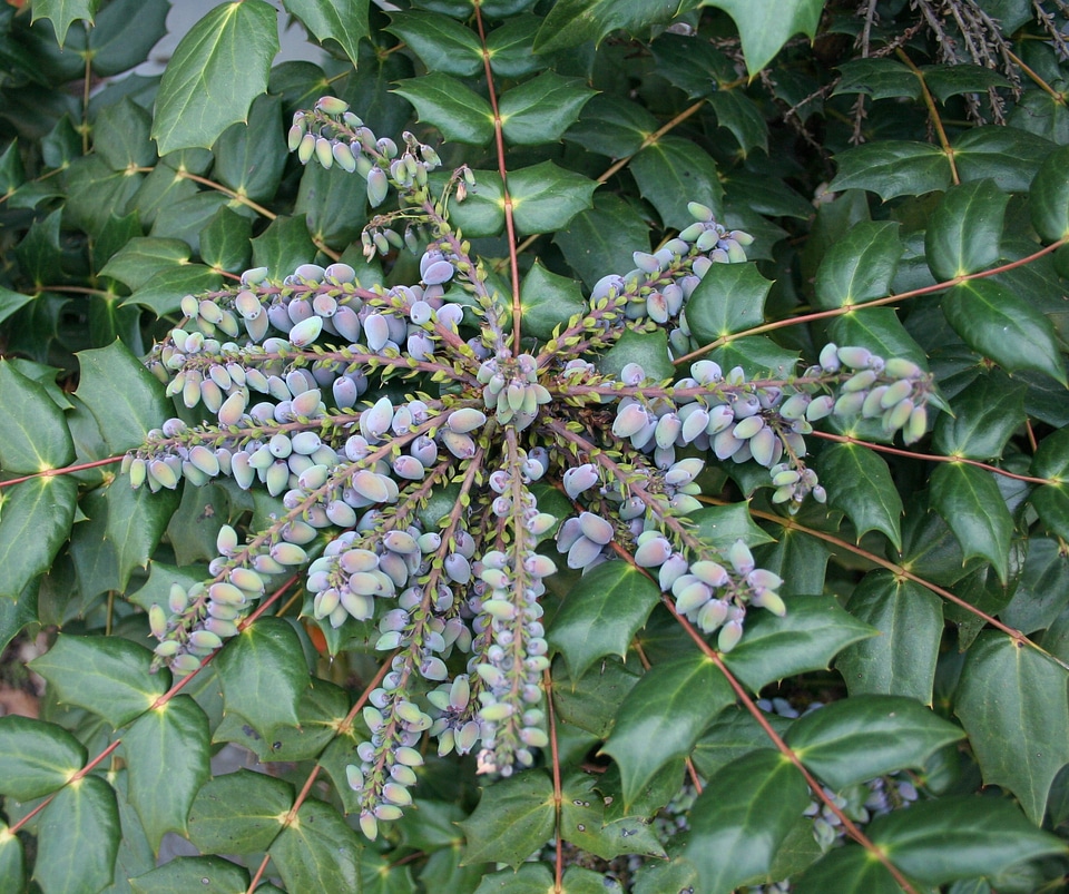 Fruits grape mahonia