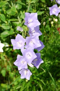 Canterbury bell blue bellflower photo