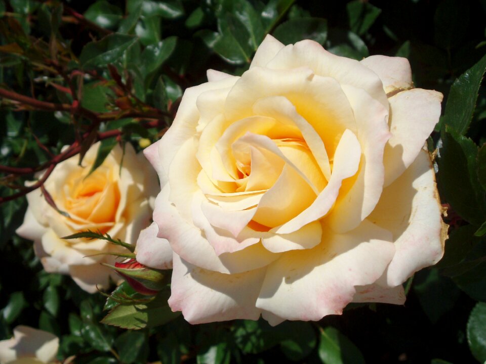 Rose bloom flowers way of the roses
