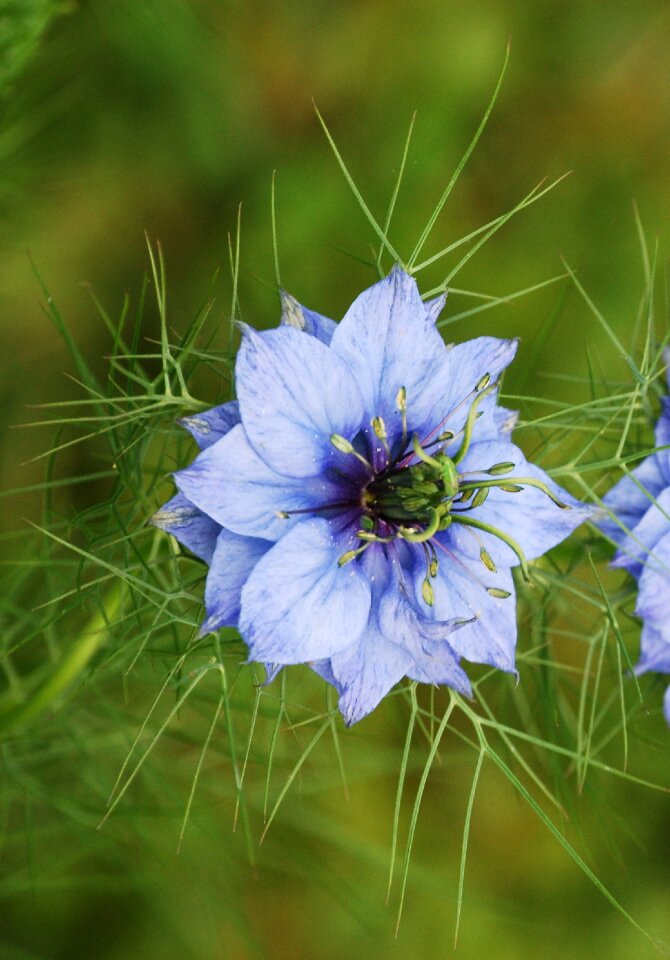 Flower blue green lady