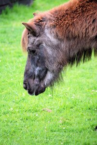 Equine grass shaggy