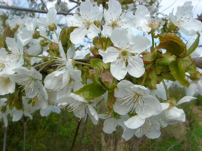 Flowers white garden