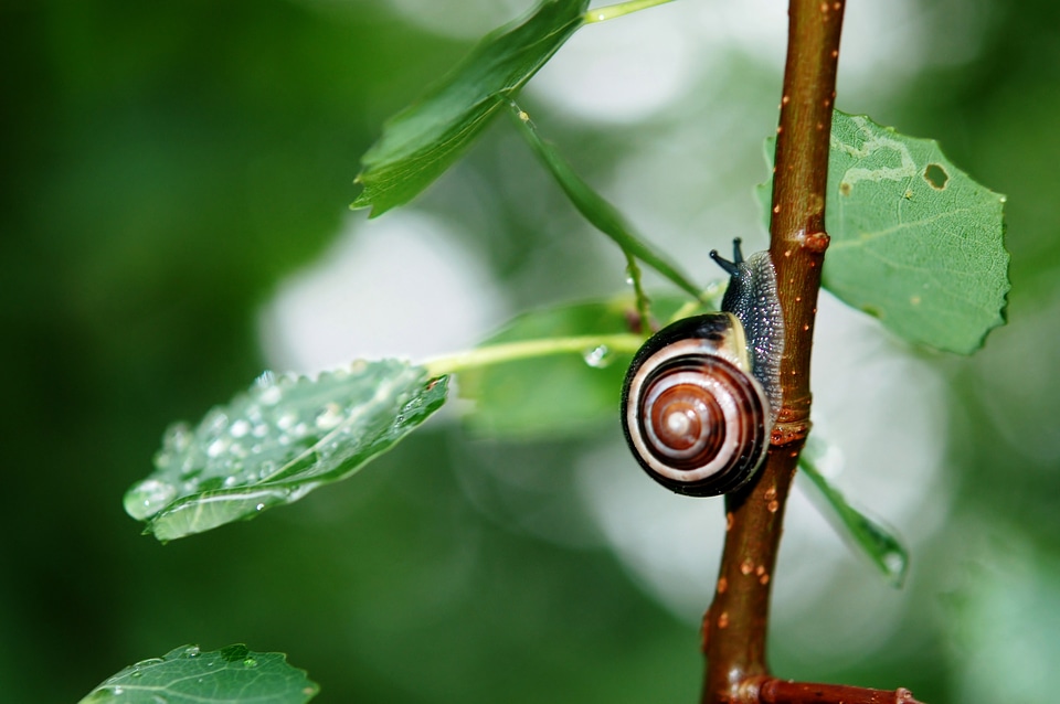 Nature sticky crawling