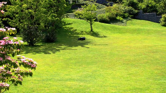 Maintained rush shrubs
