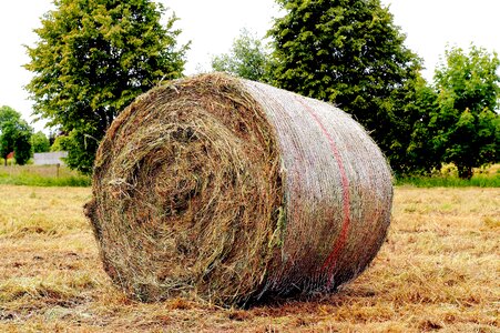 Meadow round bales agriculture photo