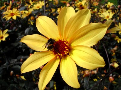 Bloom plant dahlias