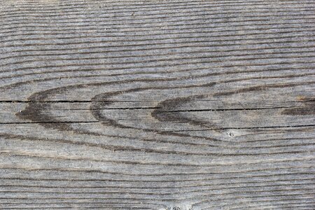 Old pine tree plank background photo