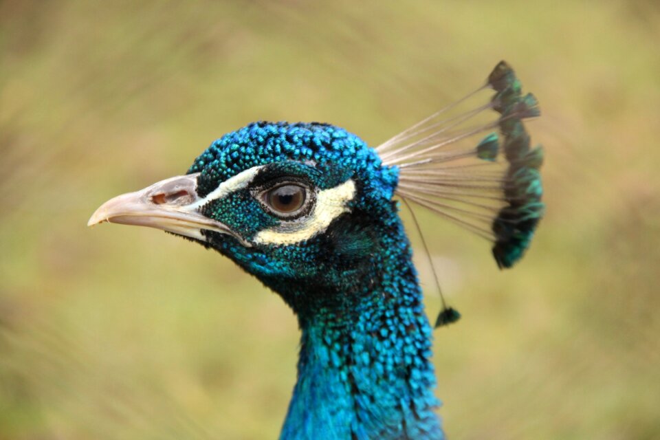 Blue poultry peacock