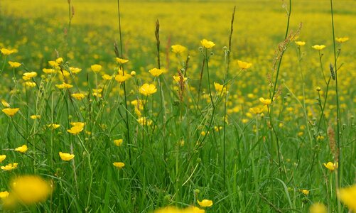 Yellow wild
