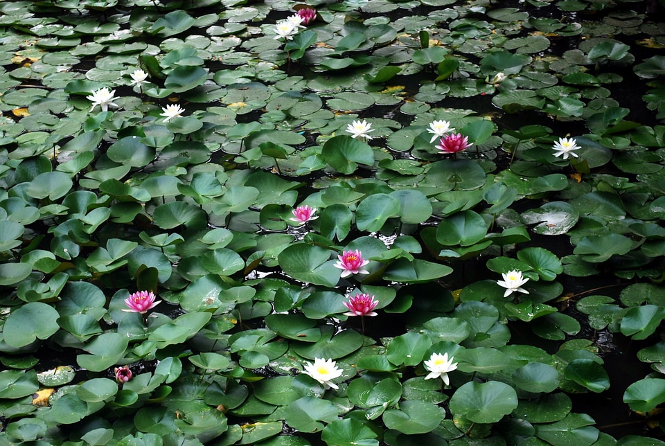 Aquatic plants waterlilies