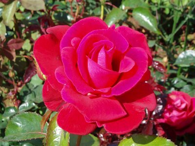 Flower rose red